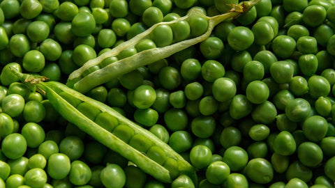 How to Grow Peas Outdoors