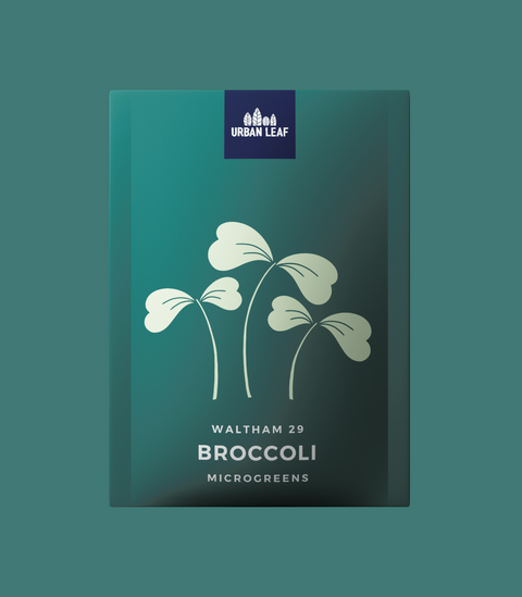 Broccoli - Waltham 29 (Microgreens)