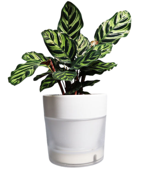 COSWIP Smart Self-Watering Planter