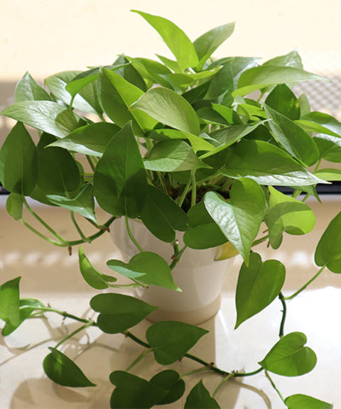 COSWIP Smart Self-Watering Planter