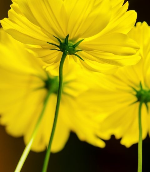 Cosmos - Sulphur