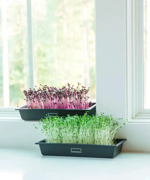 Family Sized Microgreens Tray Kit