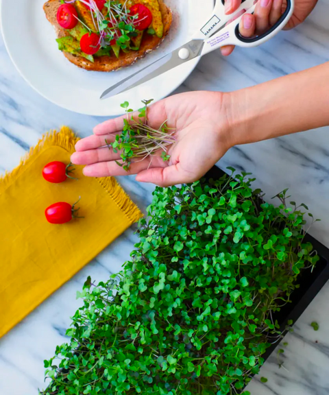 Family Sized Microgreens Tray Kit
