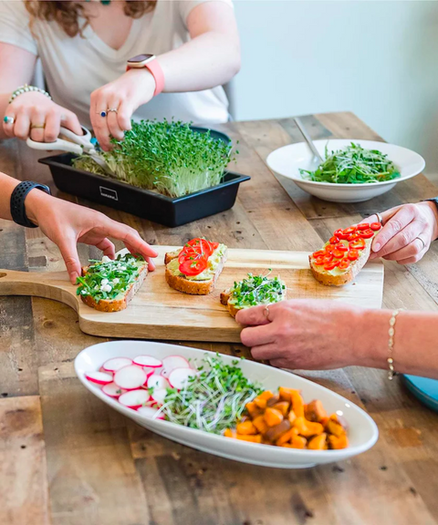 Family Sized Microgreens Tray Kit
