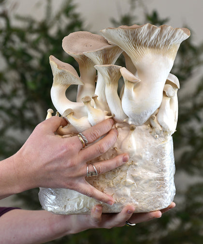 King Oyster Mushroom Kit