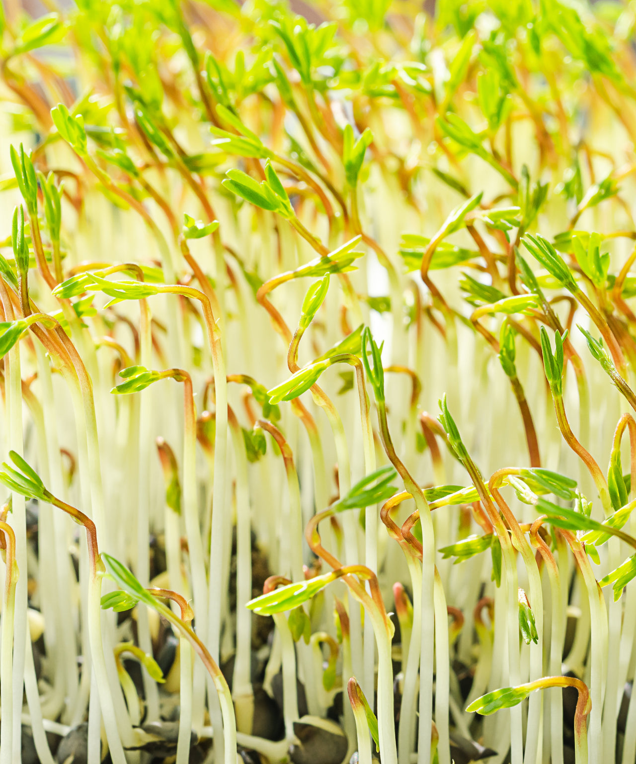 Lentils Microgreens Seeds Urban Leaf