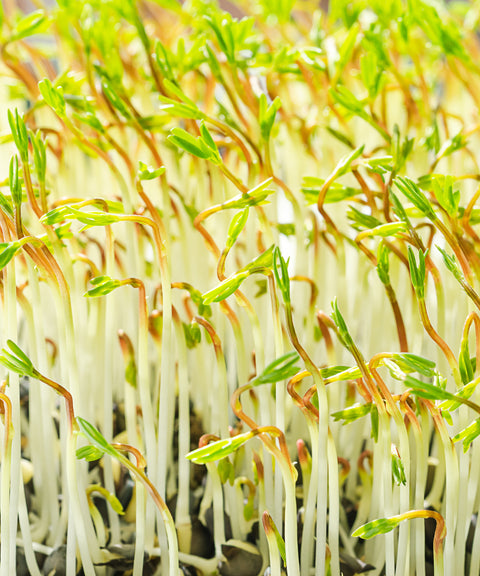 Lentils Microgreens Seeds