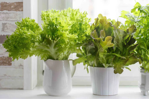 Indoor Planters for Lettuce & Leafy Greens