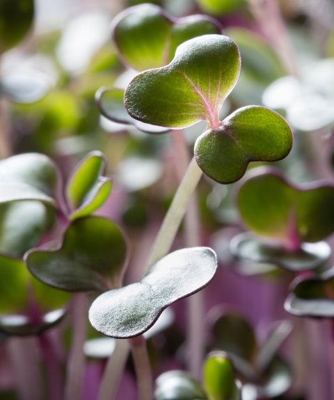 Windowsill Microgreens Kit