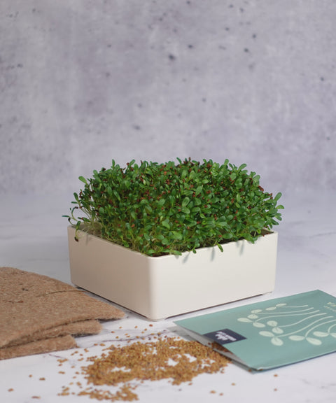 Organic Alfalfa Microgreens Seeds