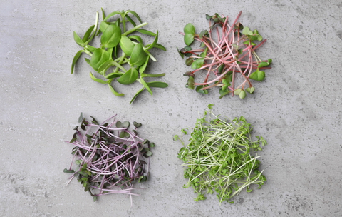 Microgreens