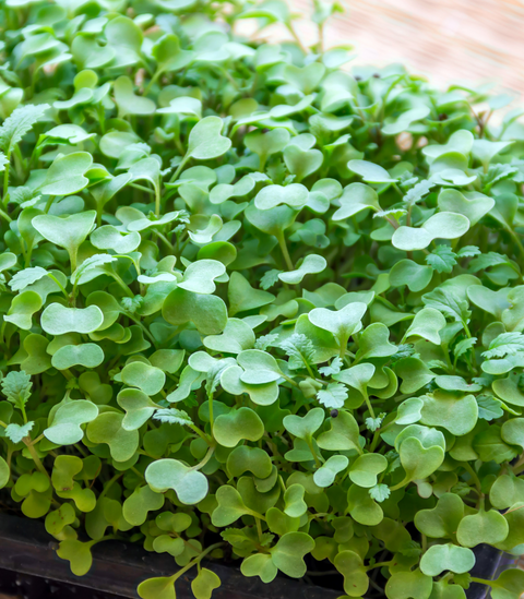 Mustard - Spicy Oriental (Microgreens)