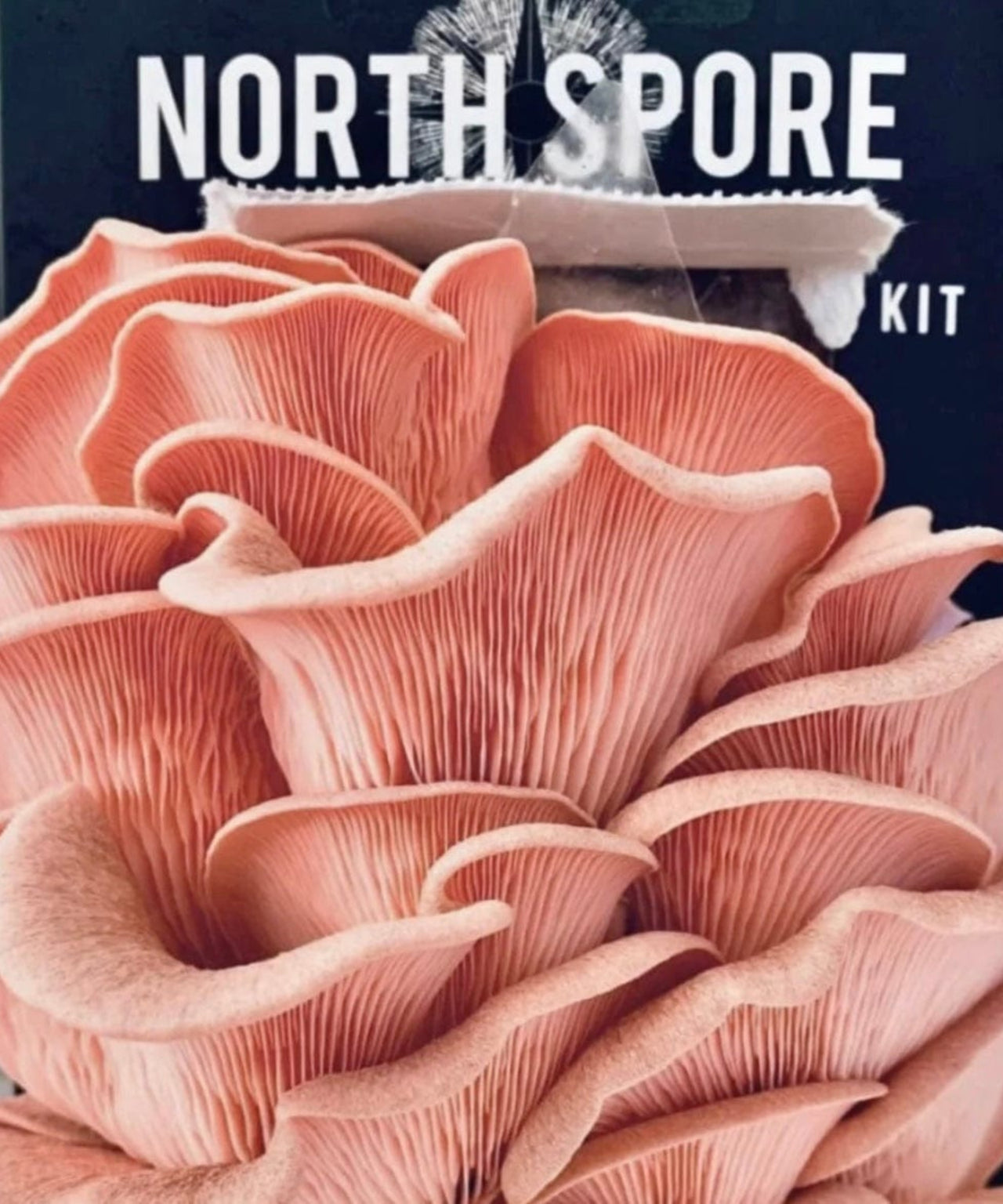 Pink Oyster Mushroom Growing Kit Urban Leaf