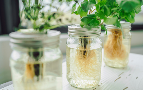 Nutrients/Fertilizers