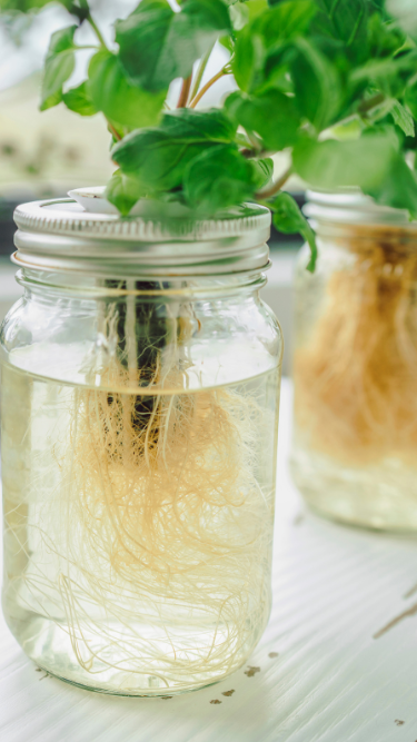 Nutrients/Fertilizers