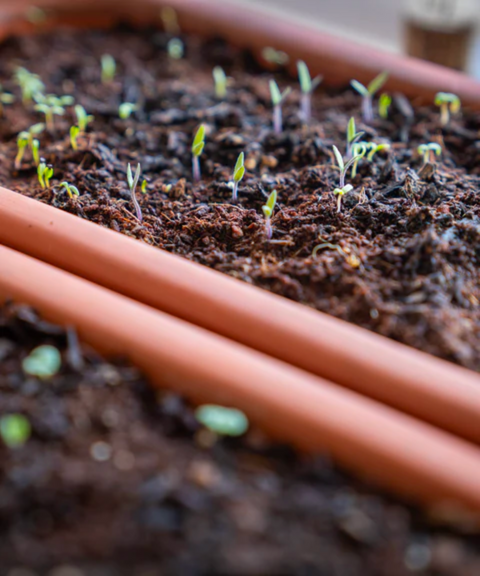 Ceramic Zero-Waste Microgreens Kit (Large)