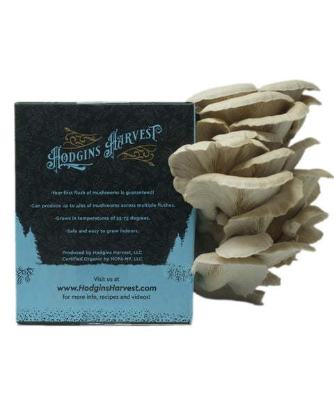 Organic Oyster Mushroom Grow Kit