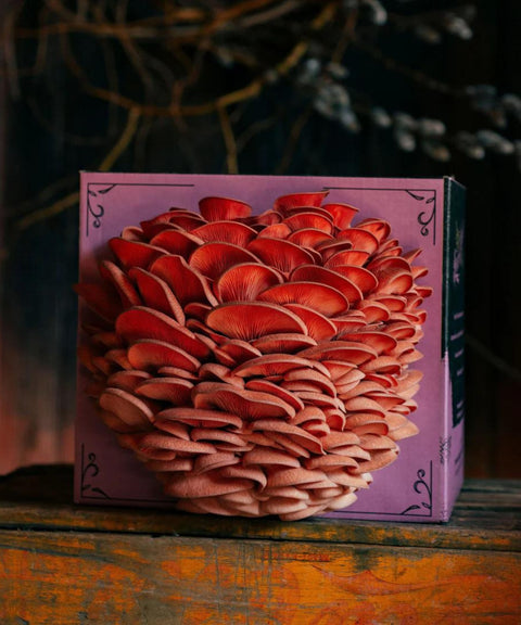 Organic Pink Oyster Mushroom Grow Kit