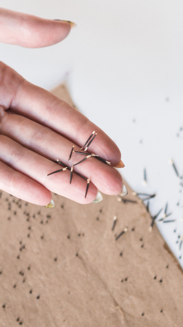 Seed