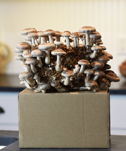 Shiitake Mushroom Kit