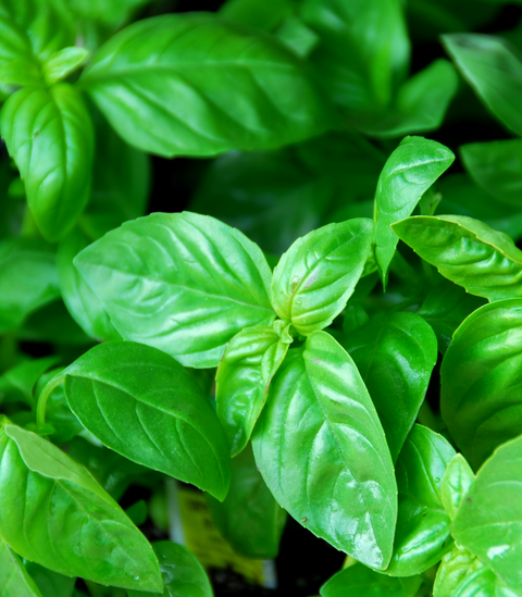 Sweet Basil - Everleaf