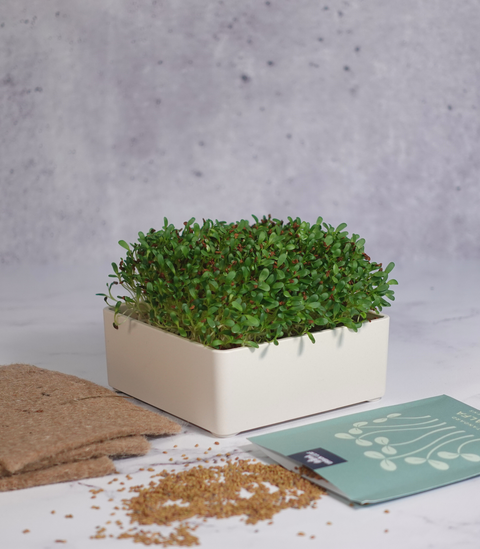 Broccoli - Waltham 29 (Microgreens)