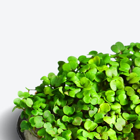 Arugula Superfood (for ingarden)