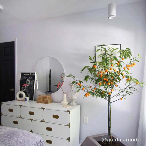 Aspect™ LED Growlight (DS)