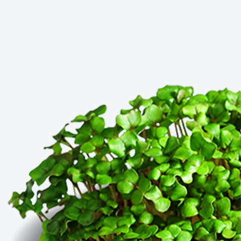 Kale Superfood (for ingarden)