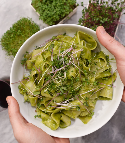 Broccoli - Waltham 29 (Microgreens)