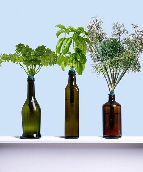 Bottle Garden Kit