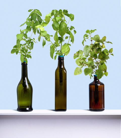 Bottle Garden Kit